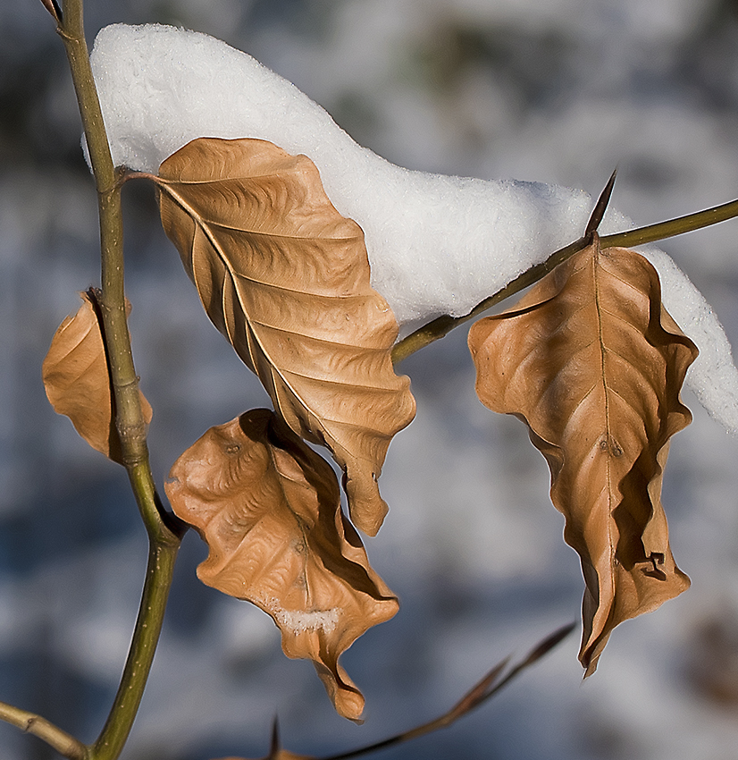 112 Blätter Plückersburg Winter _KA77587-1.jpg